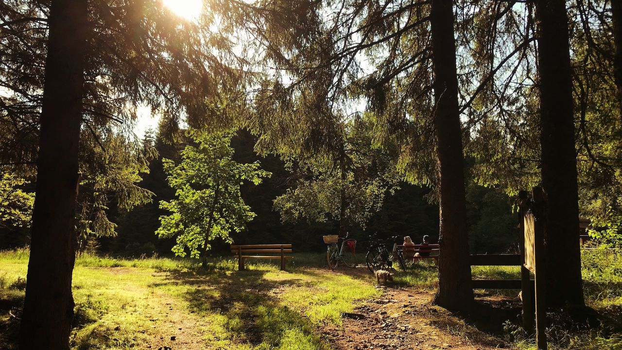 Klosterwald Klosterwald